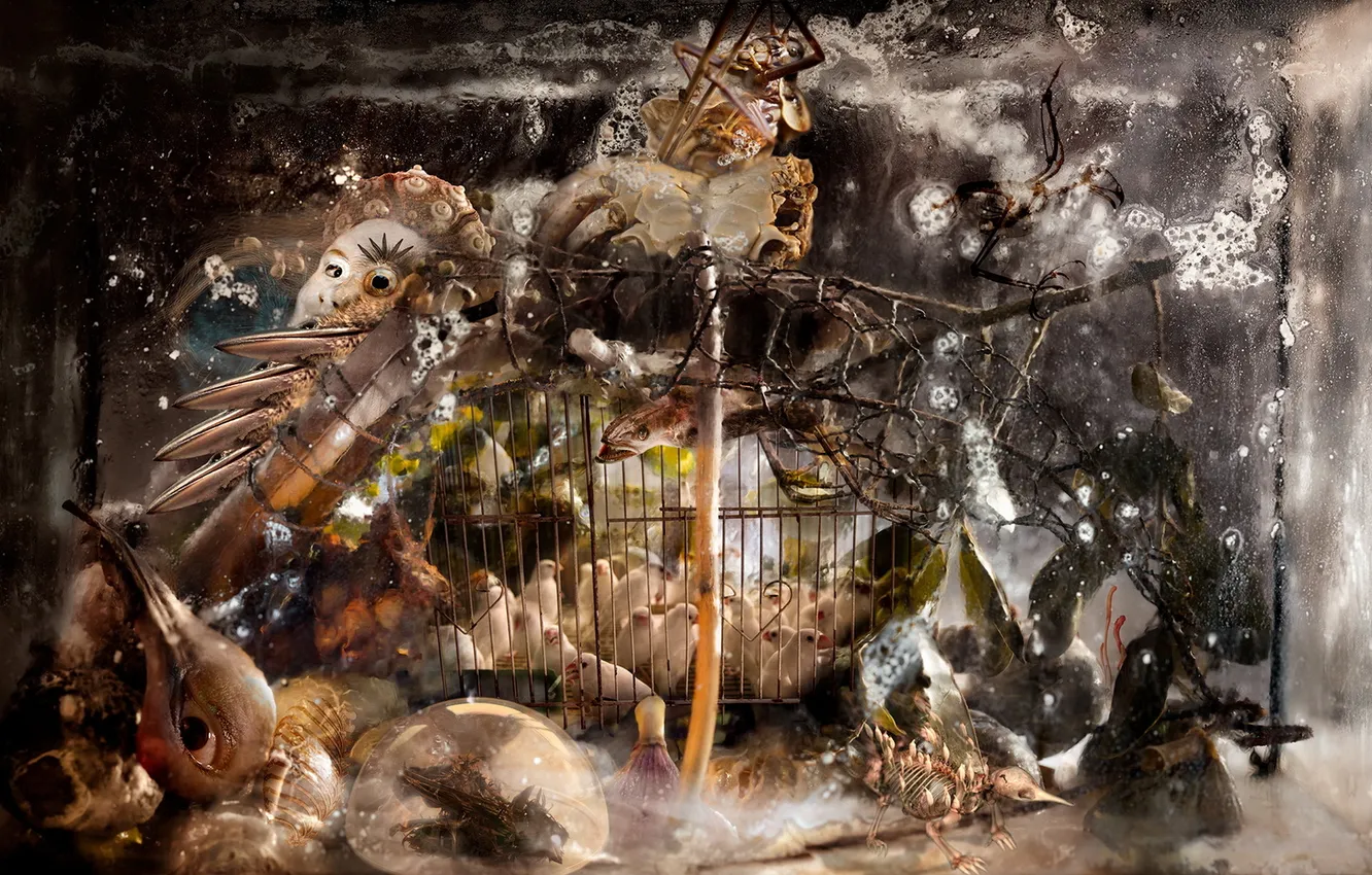 Photo wallpaper birds, wire, aquarium, cage, beak