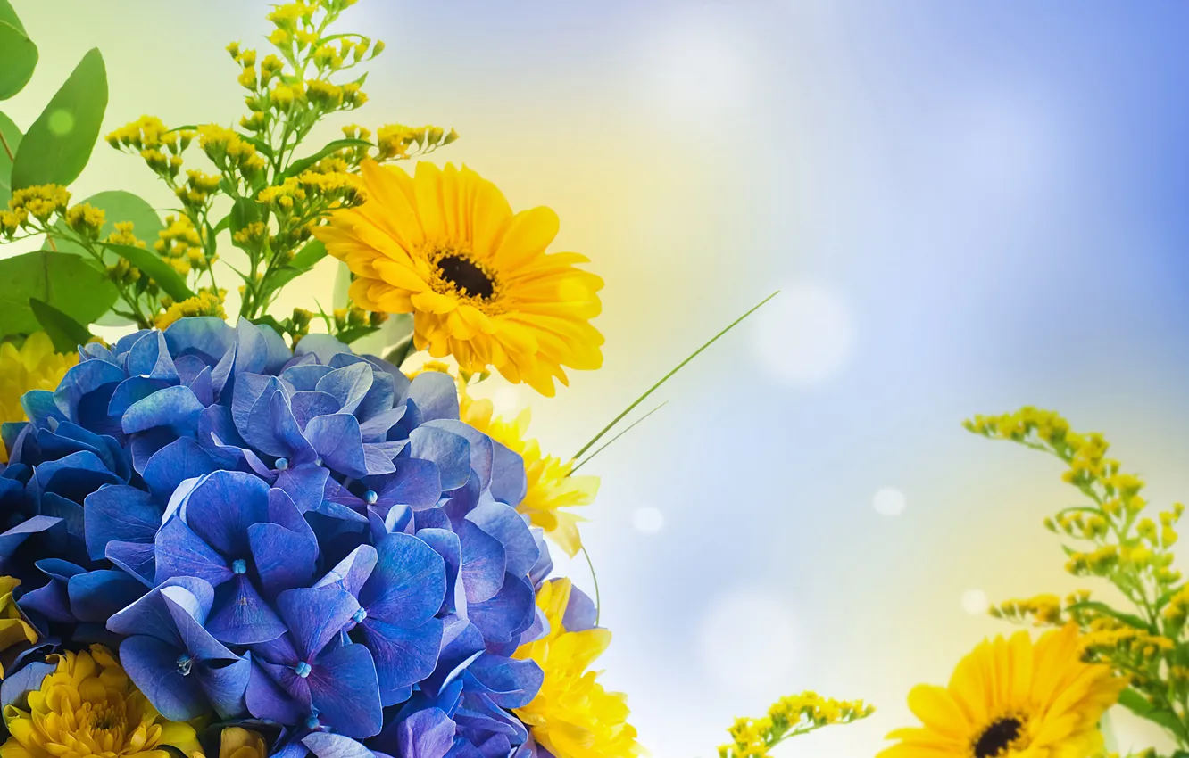 Photo wallpaper glare, blue, gerbera, Phlox