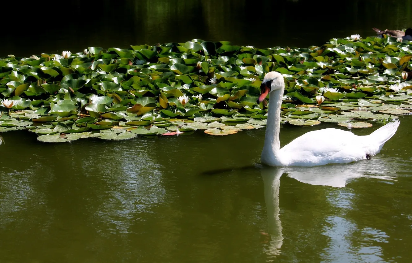 Photo wallpaper white, water, Swan, mute