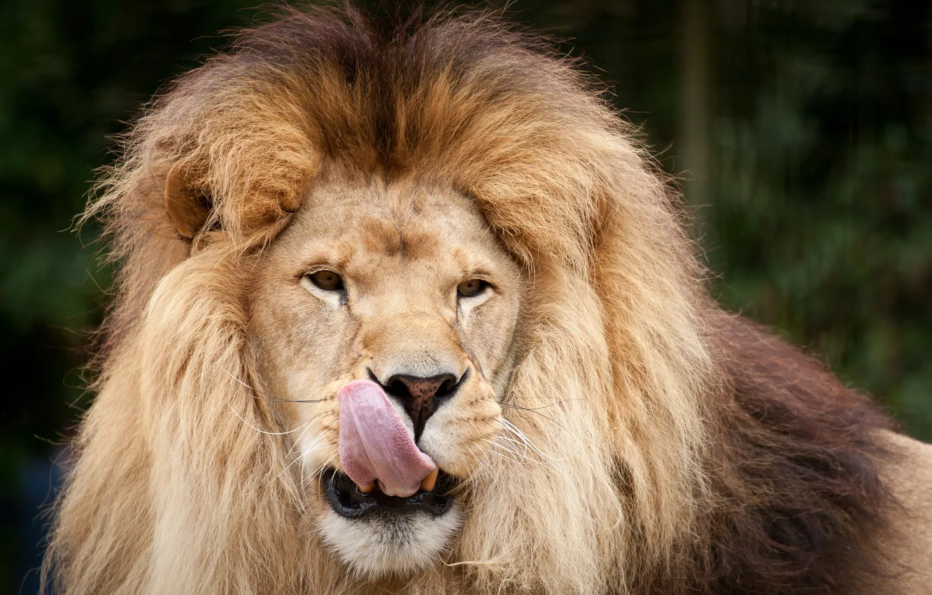 Photo wallpaper language, cat, face, Leo, mane