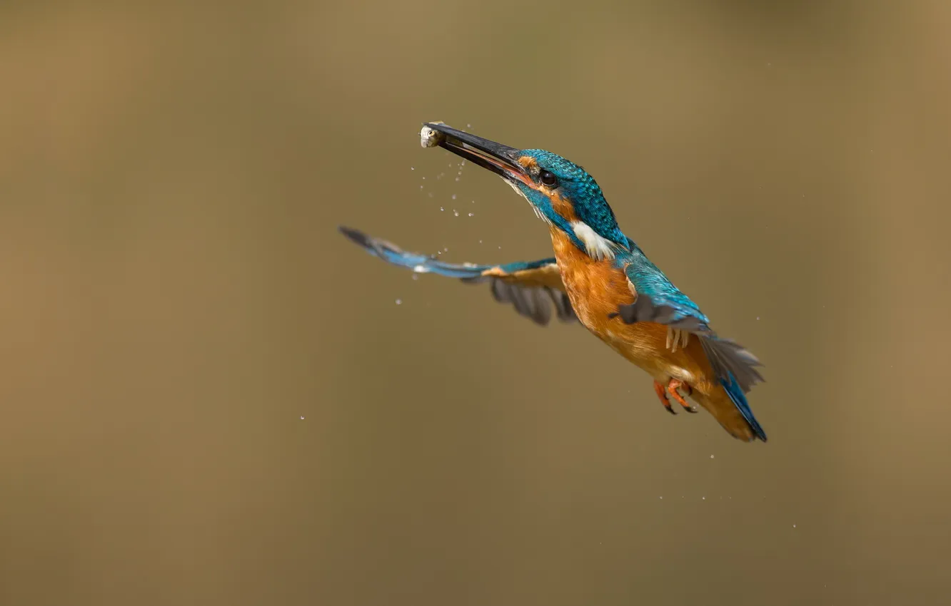 Photo wallpaper nature, bird, fish