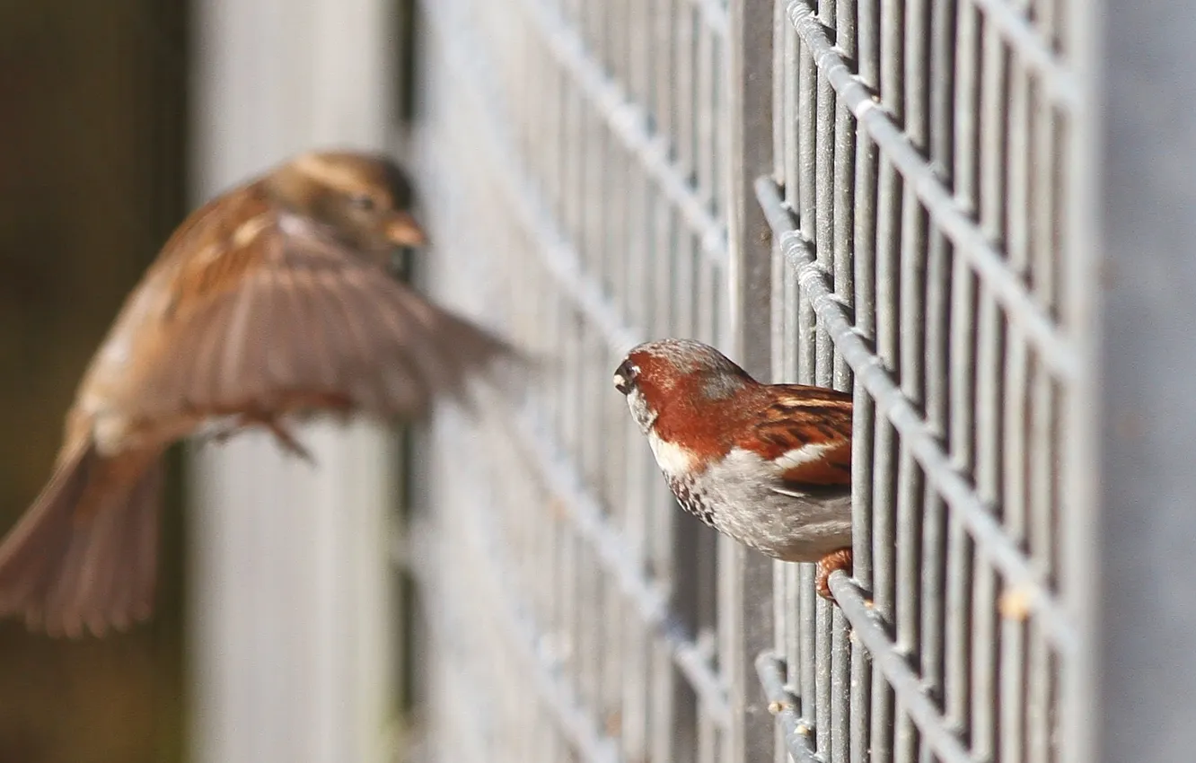 Photo wallpaper birds, mesh, the fence, focus, grille, sparrows