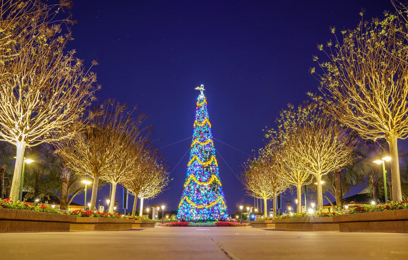 Photo wallpaper Park, Disneyland, trees, lights, alley, night
