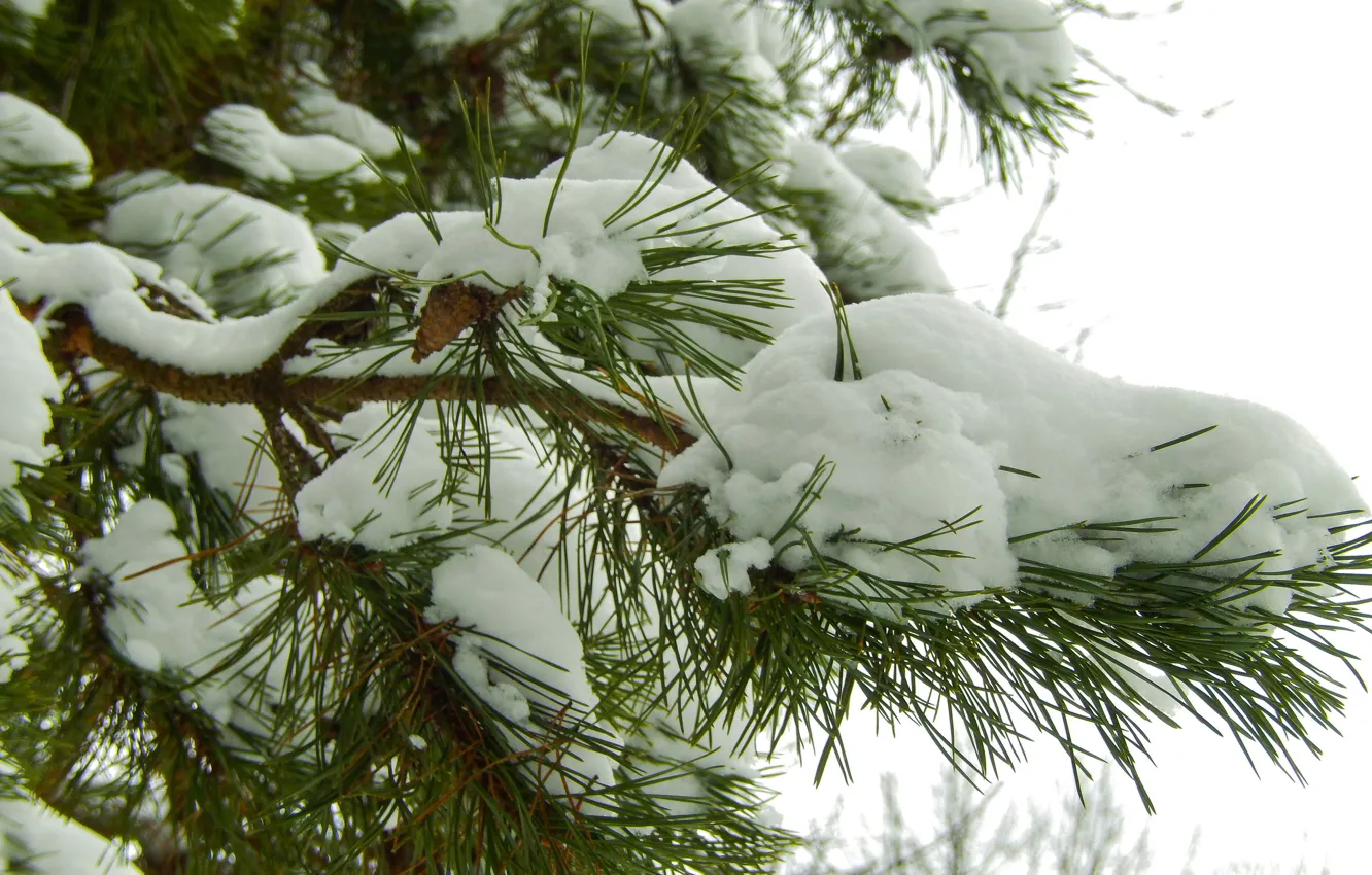 Photo wallpaper winter, snow, nature, background, spruce, New Year, New year, bump