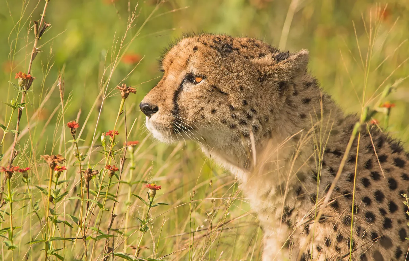 Photo wallpaper grass, flowers, portrait, Cheetah, profile, wild cat