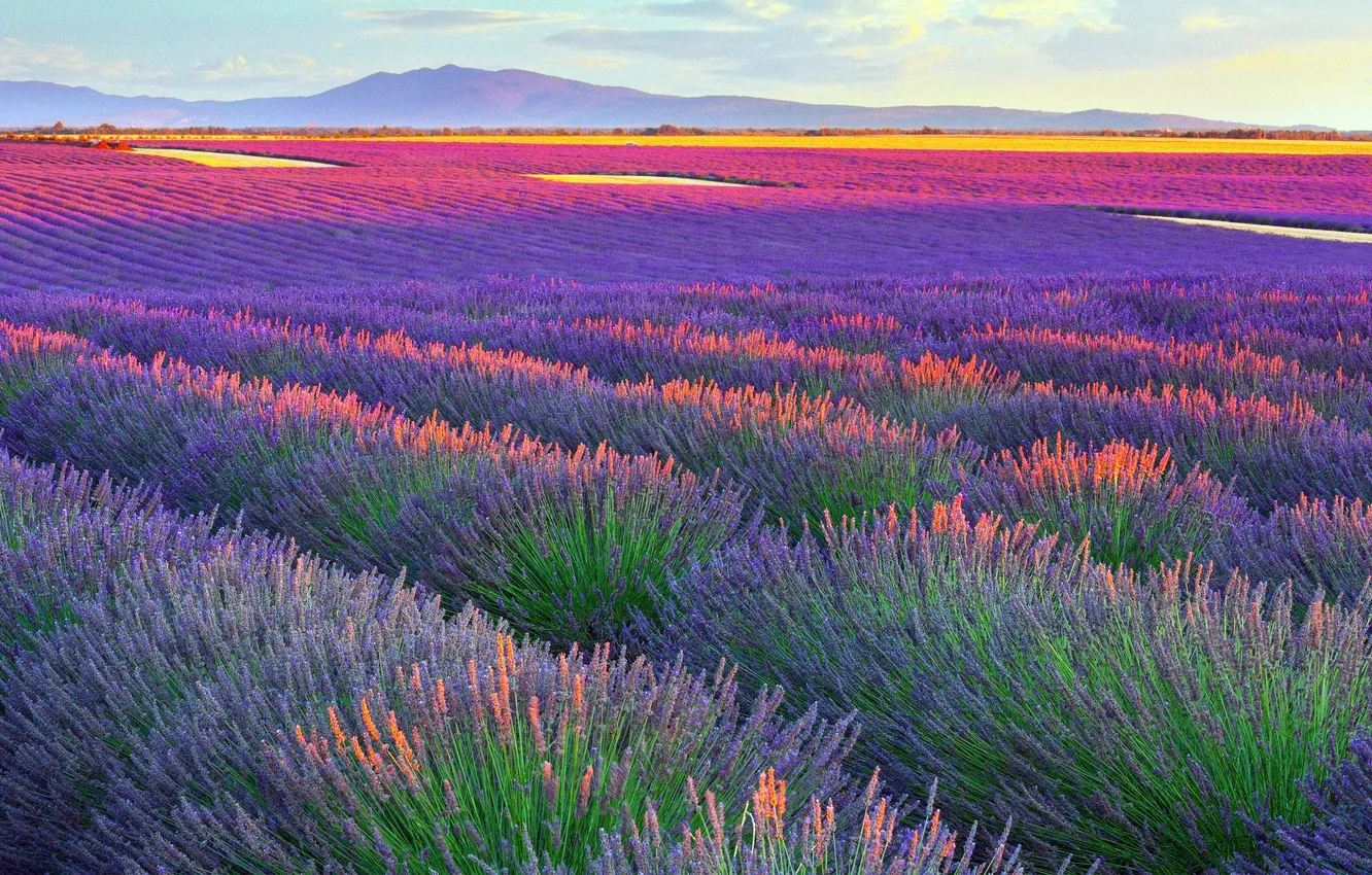 Photo wallpaper sunset, flowers, mountains, France, beauty, horizon, space, sunset