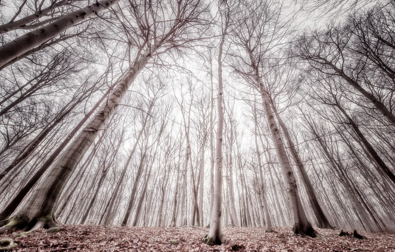 Photo wallpaper forest, trees, fog