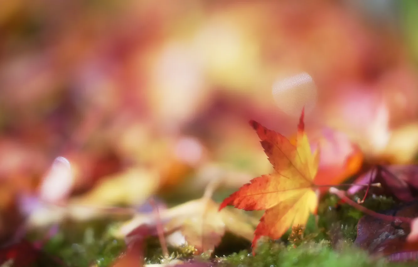 Photo wallpaper autumn, leaves, moss, blur, leaf, bokeh
