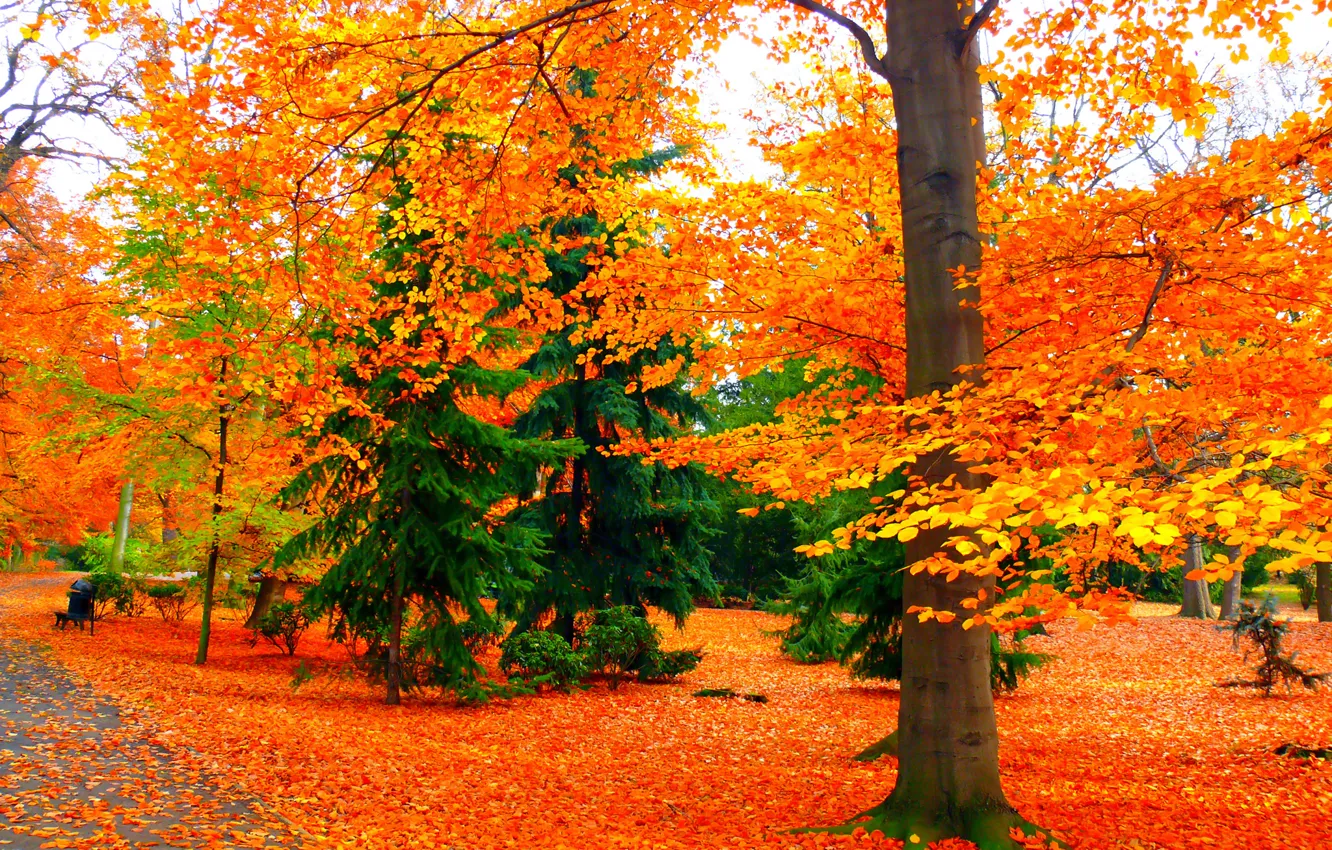 Photo wallpaper autumn, leaves, trees, Park, track, bench