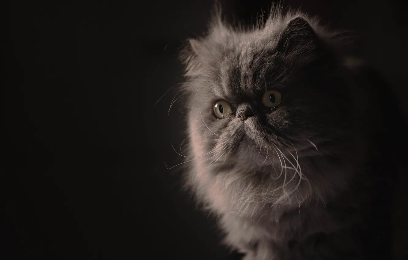 Photo wallpaper look, portrait, muzzle, fluffy, the dark background, Persian cat