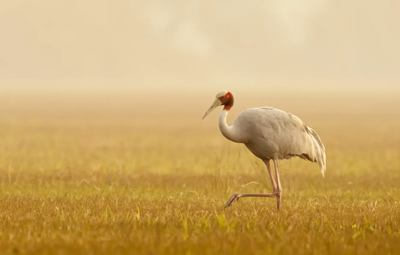 Photo wallpaper field, grass, fog, bird, wildlife, Indian crane