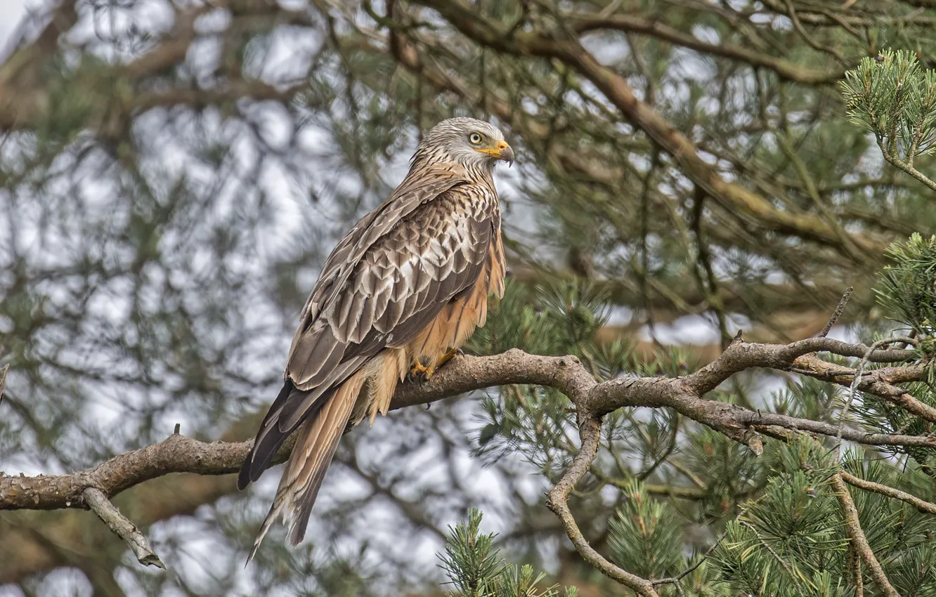 Photo wallpaper trees, bird, predator, hawk