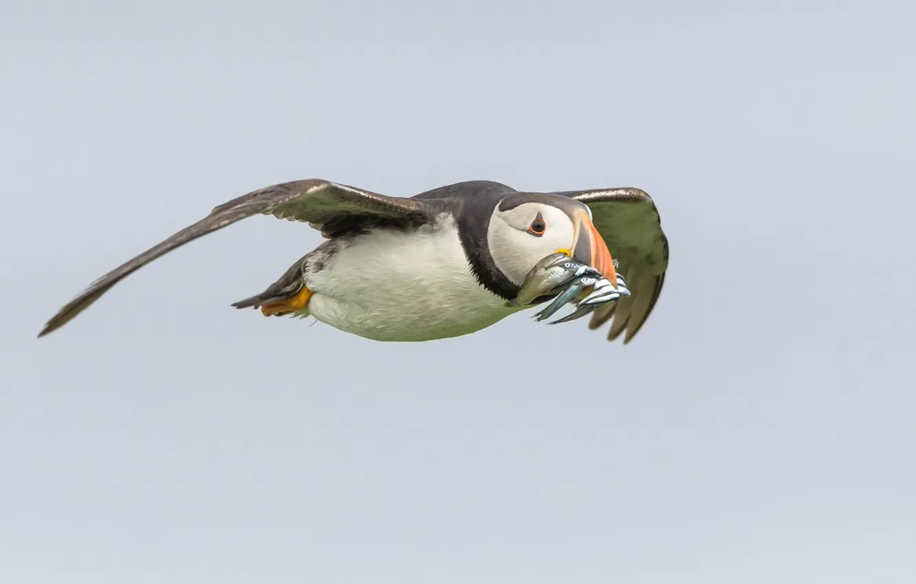 Photo wallpaper beak, fish, bird, catch, flight, wings, stalled