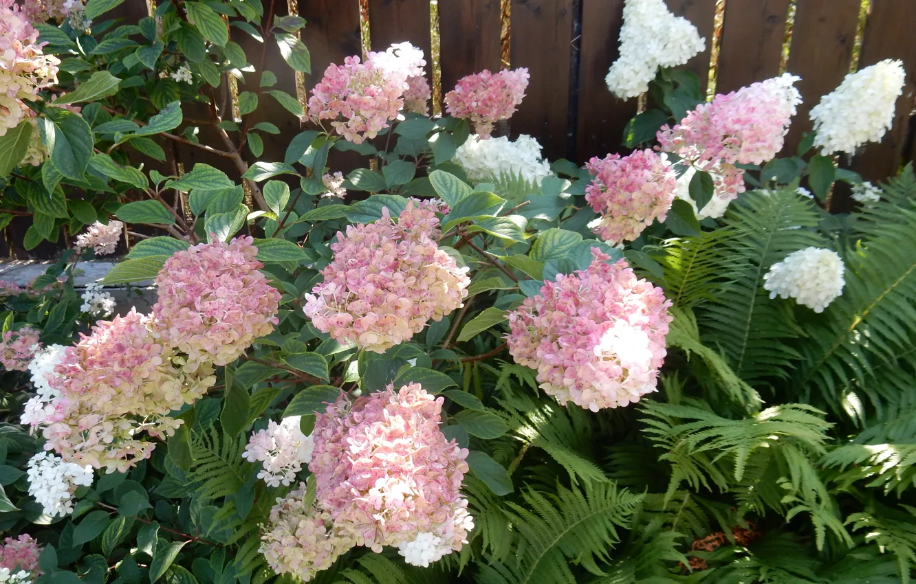 Photo wallpaper summer, flowers, widescreen, background, фон background, the Wallpapers, hydrangea, full screen