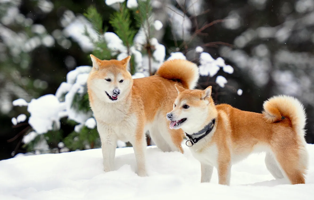 Photo wallpaper winter, snow, Shiba inu