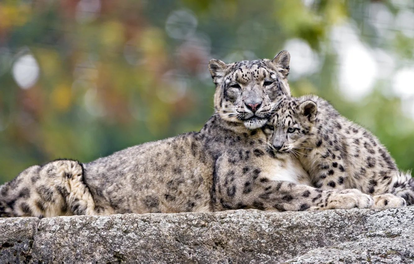 Photo wallpaper feelings, predators, IRBIS, snow leopard, cub, mother