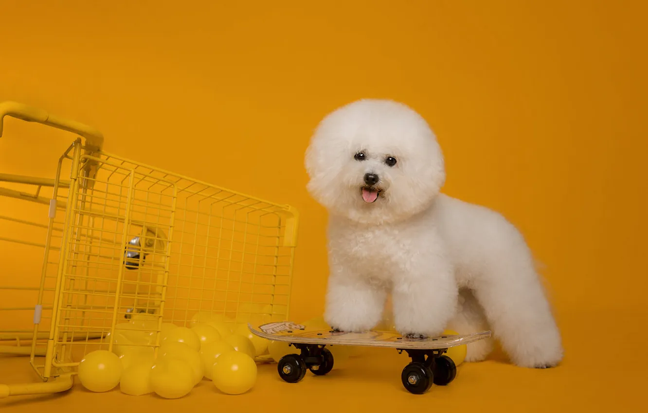 Photo wallpaper language, white, look, balls, pose, basket, haircut, dog