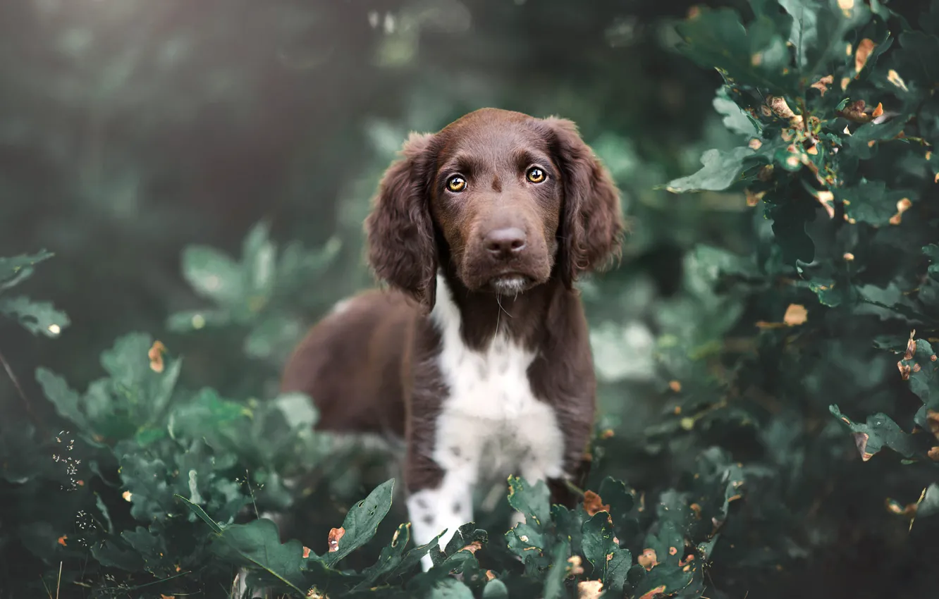 Photo wallpaper summer, look, leaves, nature, thickets, foliage, portrait, dog