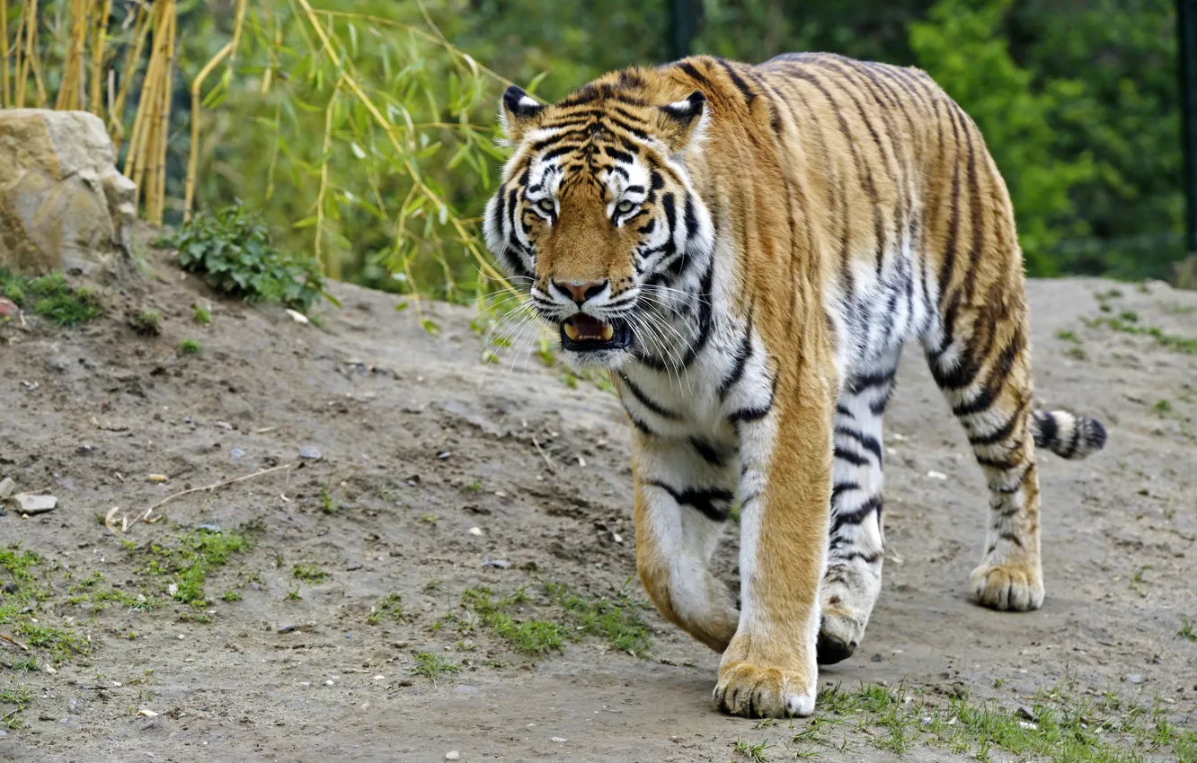Photo wallpaper cat, tiger, Amur
