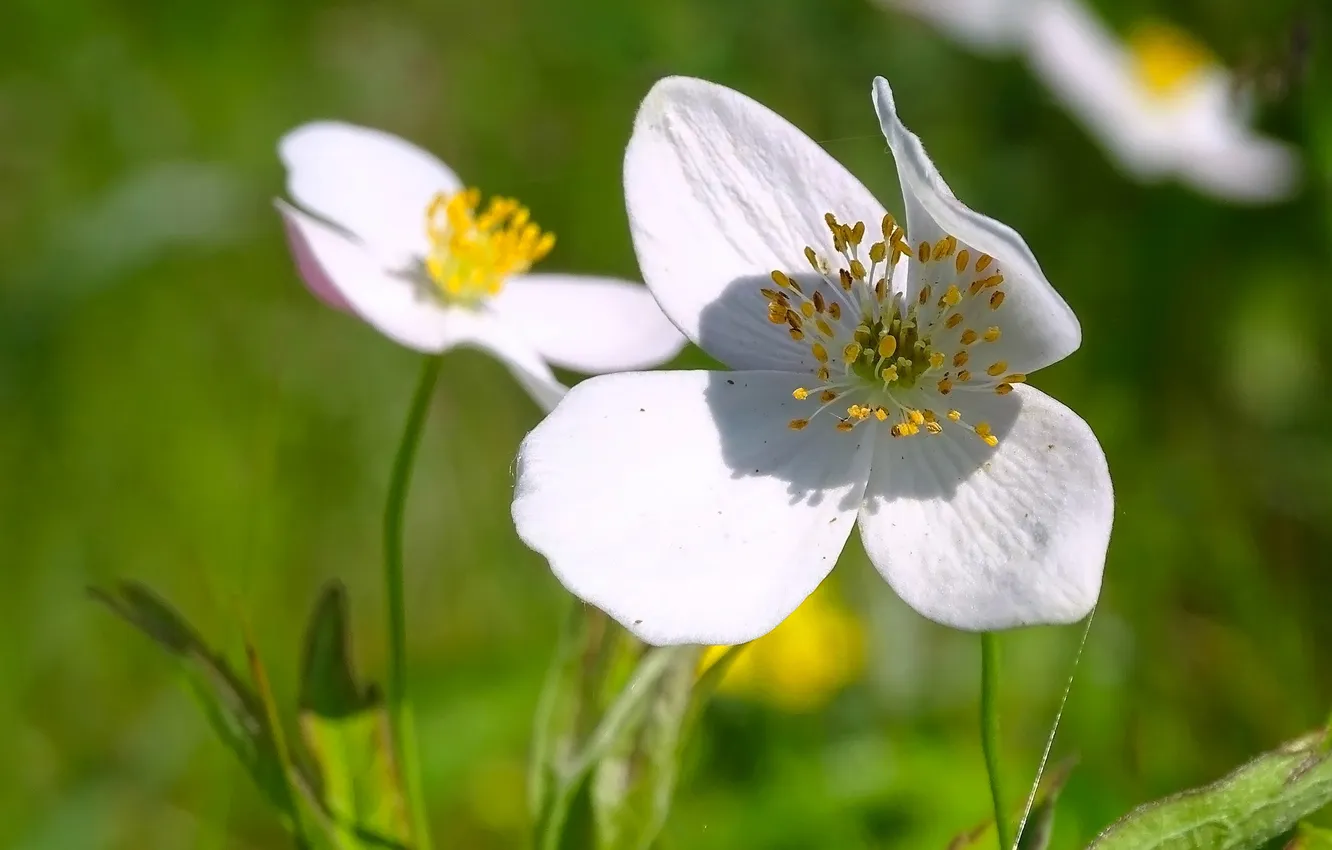 Photo wallpaper flowers, nature, anemones