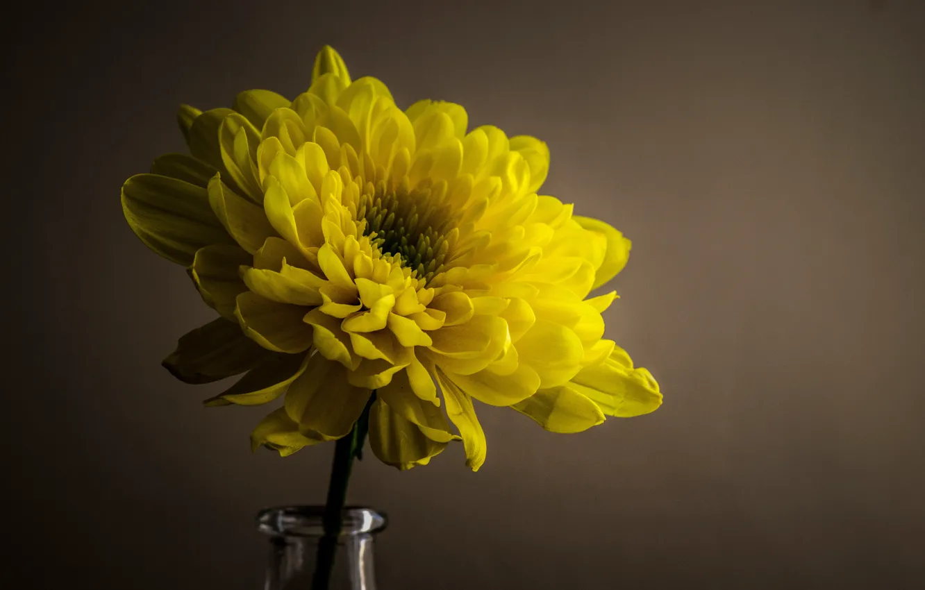 Photo wallpaper flowers, petals, still life, chrysanthemum