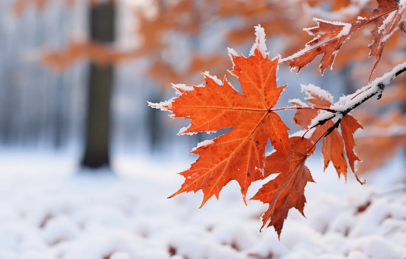 Photo wallpaper winter, autumn, leaves, snow, background, maple, close-up, winter