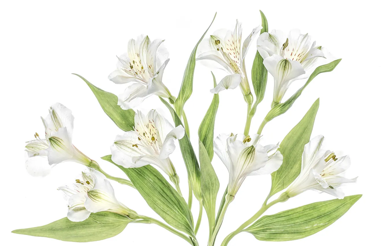 Photo wallpaper white, macro, Alstroemeria