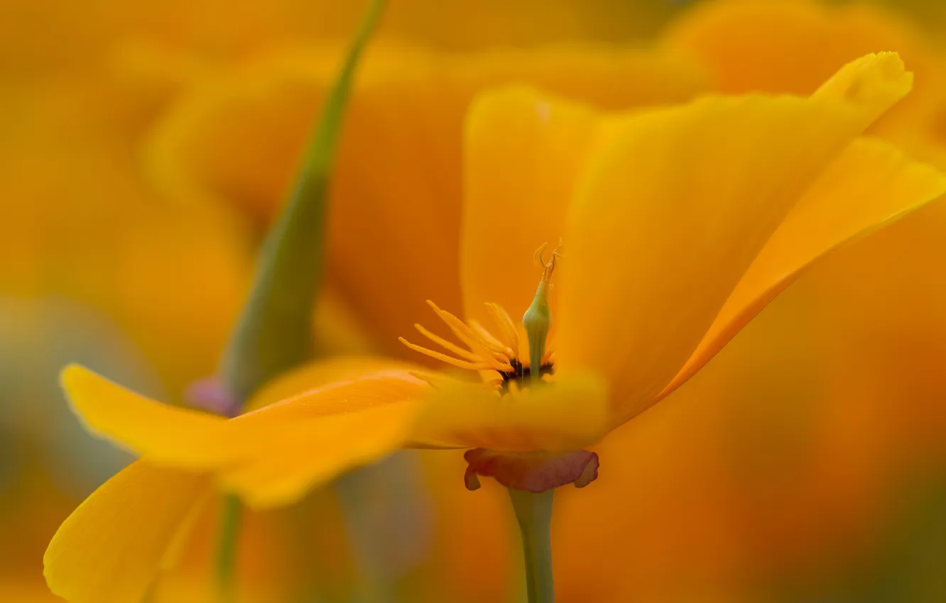 Photo wallpaper macro, flowers, petals, escholzia California, YELLOW
