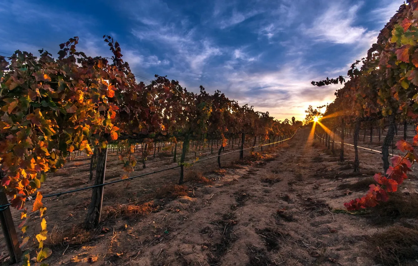 Photo wallpaper landscape, sunset, vineyard