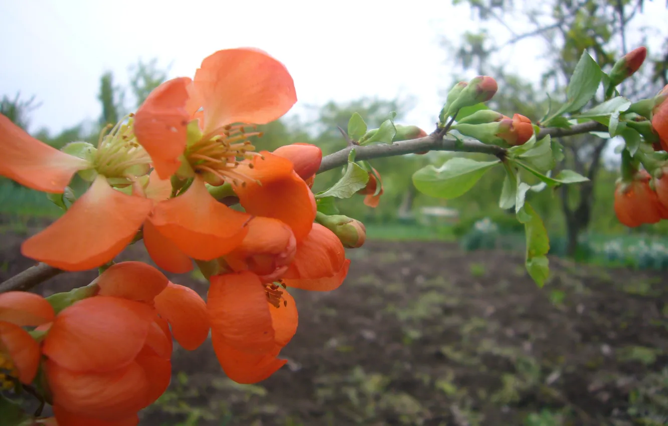 Photo wallpaper branches, flowering, Japanese quince