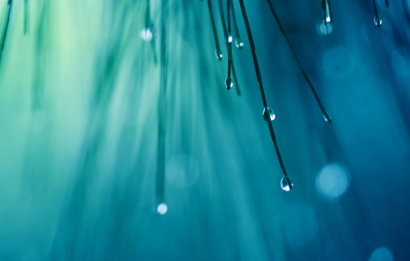 Photo wallpaper drops, macro, needles, branches, glare, blue, color, spruce