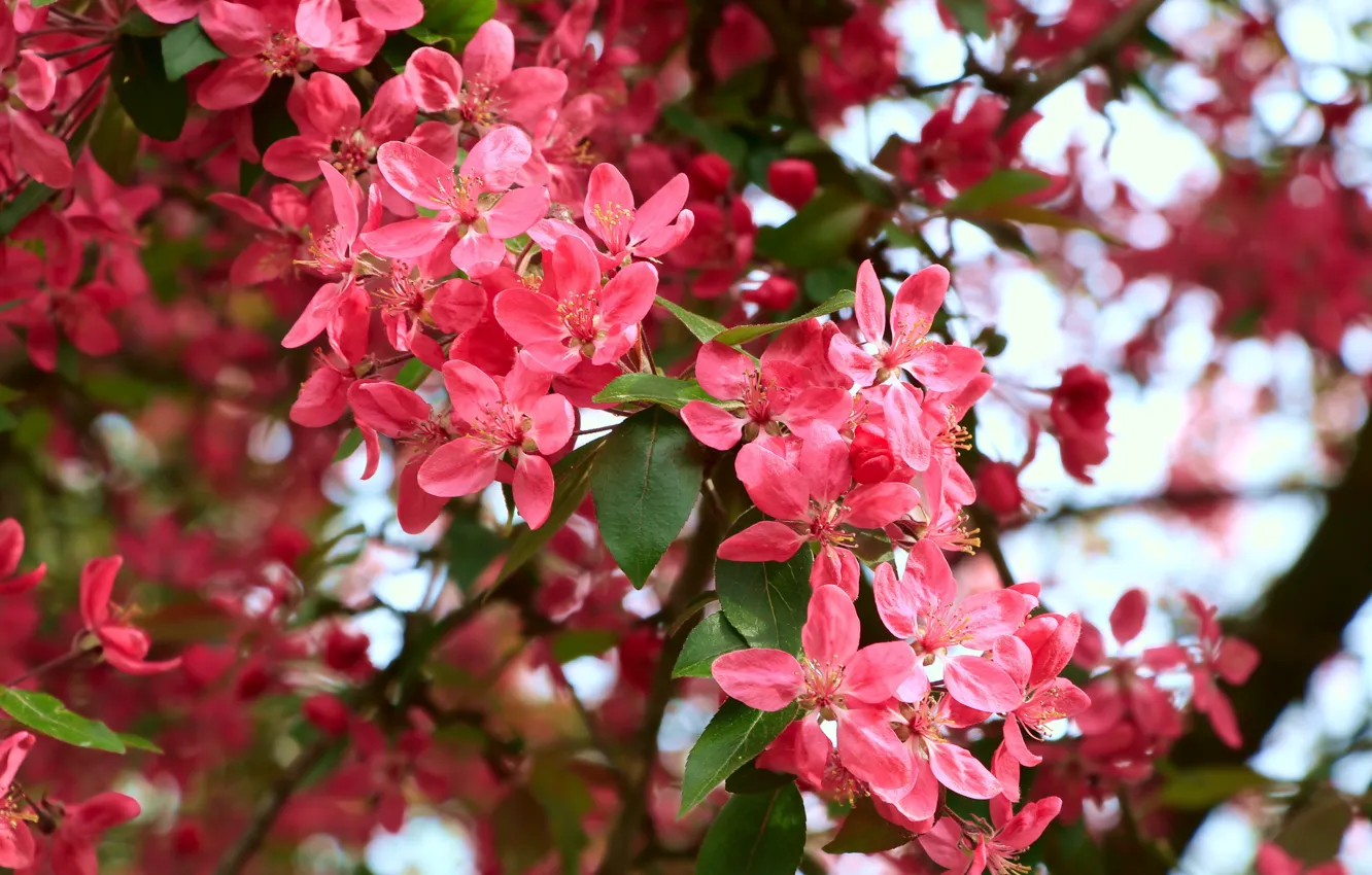 Photo wallpaper flower, spring, bloom