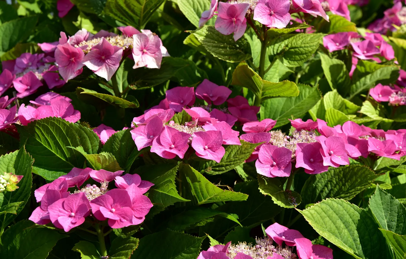 Photo wallpaper summer, flowers, pink, the bushes, hydrangea
