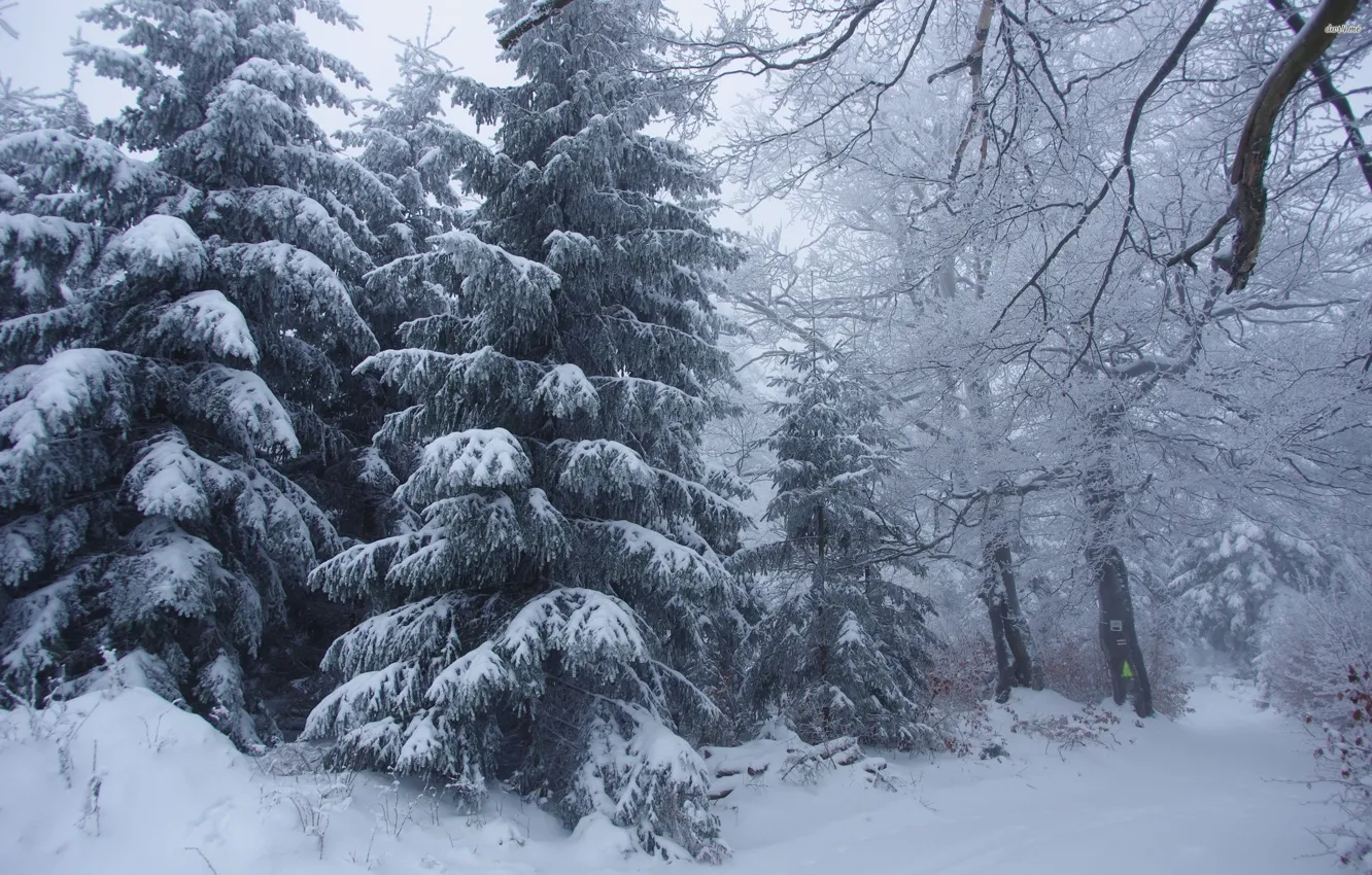 Photo wallpaper forest, snow, Skid, spruce forest, Gluhozime