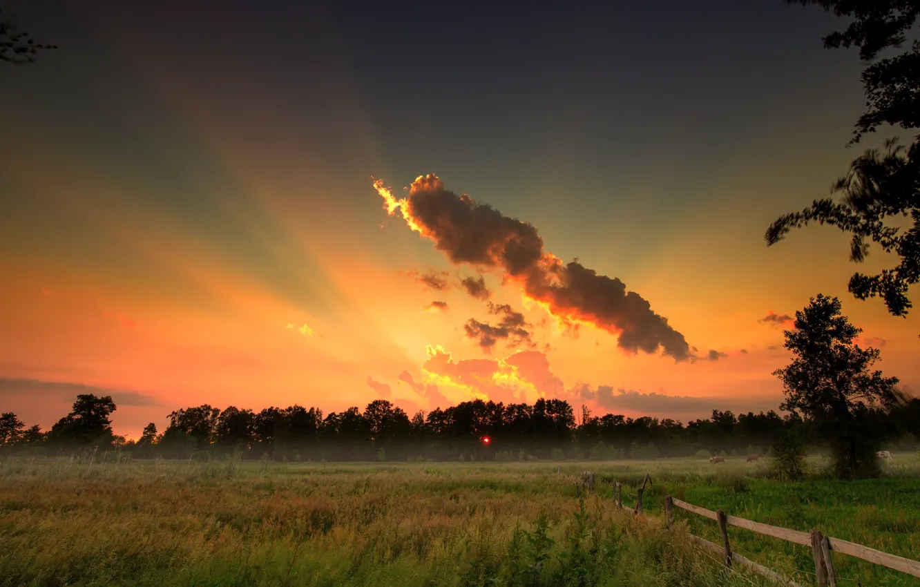 Photo wallpaper field, summer, the sky, grass, the sun, rays, sunset, branches
