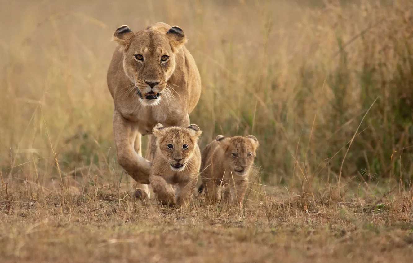Photo wallpaper animals, Lions, mother, cubs, proud mom