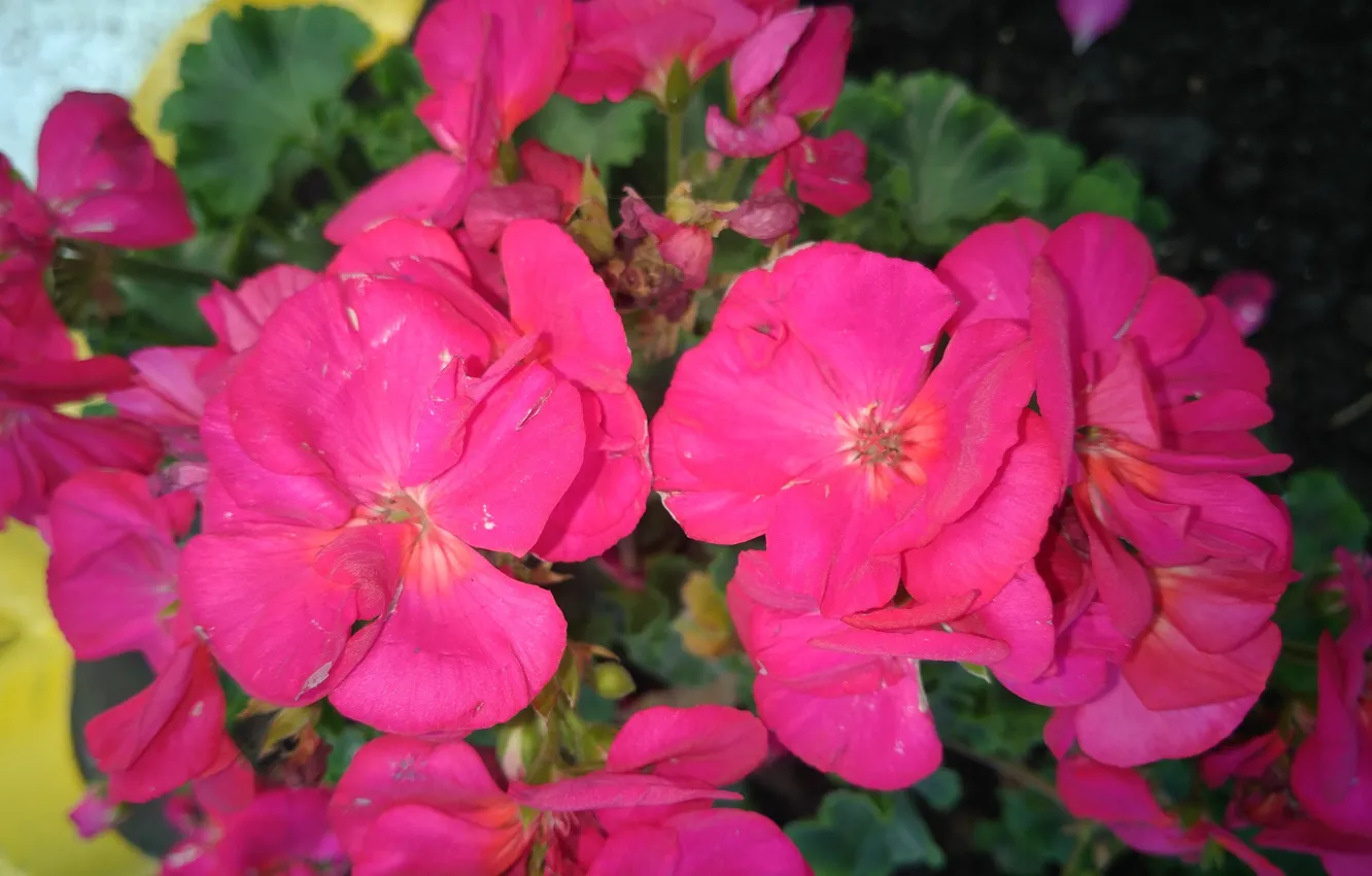 Photo wallpaper macro, geranium, hot pink, mamala ©