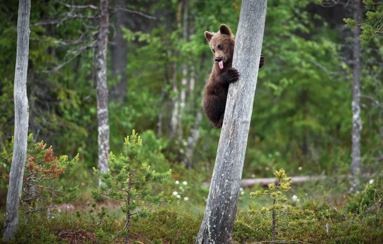 Photo wallpaper forest, language, pose, tree, baby, bear, bear, on the tree