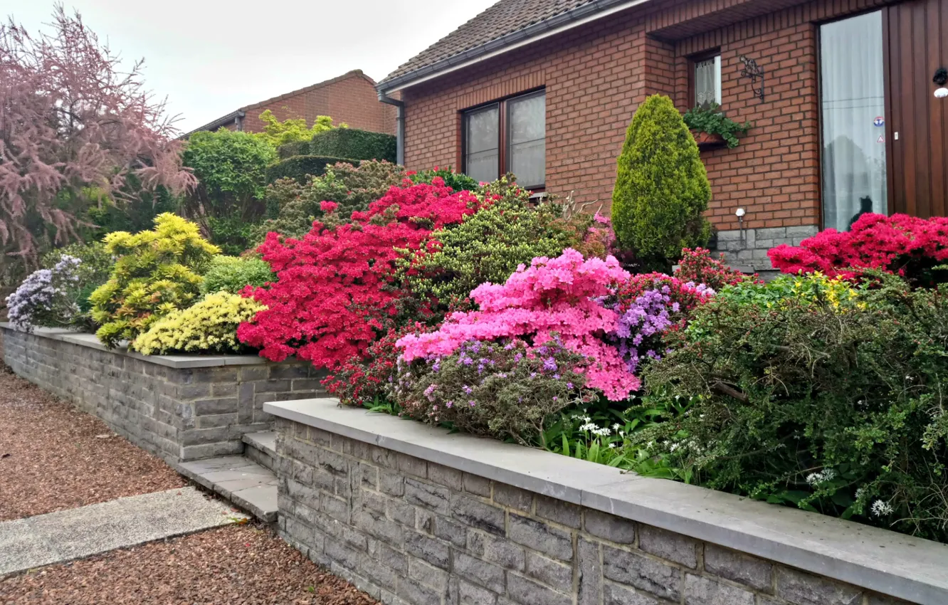 Photo wallpaper city, colors, colorful, red, rose, colourful, trees, landscape