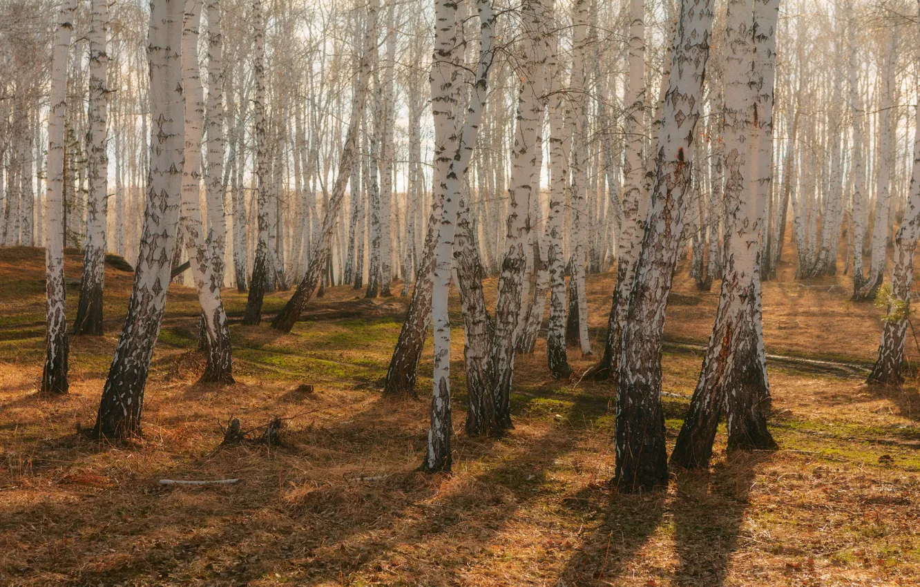 Photo wallpaper autumn, forest, trunk, birch, birch, birch grove