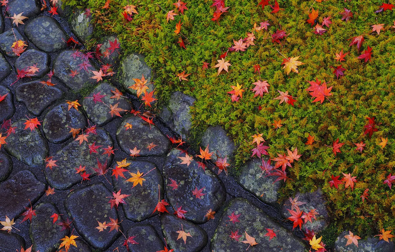 Photo wallpaper autumn, leaves, flowers, stones, stones