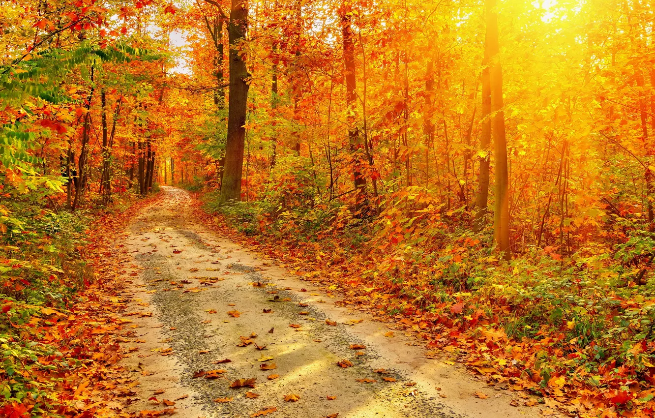 Photo wallpaper Nature, Road, Autumn, Forest, Leaves