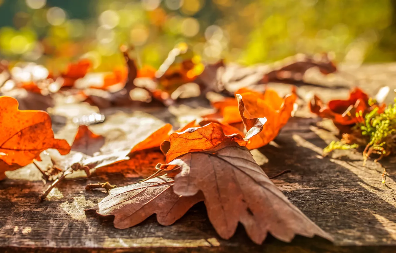 Photo wallpaper autumn, leaves, bokeh