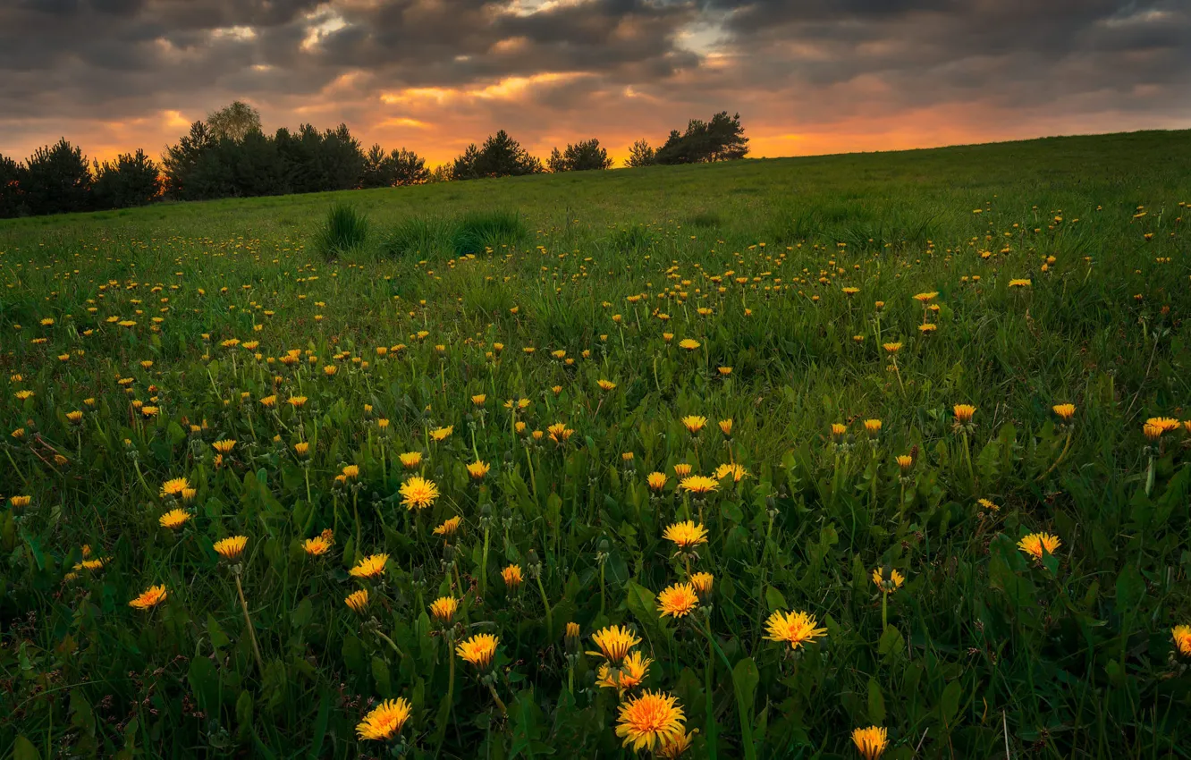 Photo wallpaper greens, field, the sky, grass, trees, sunset, flowers, yellow