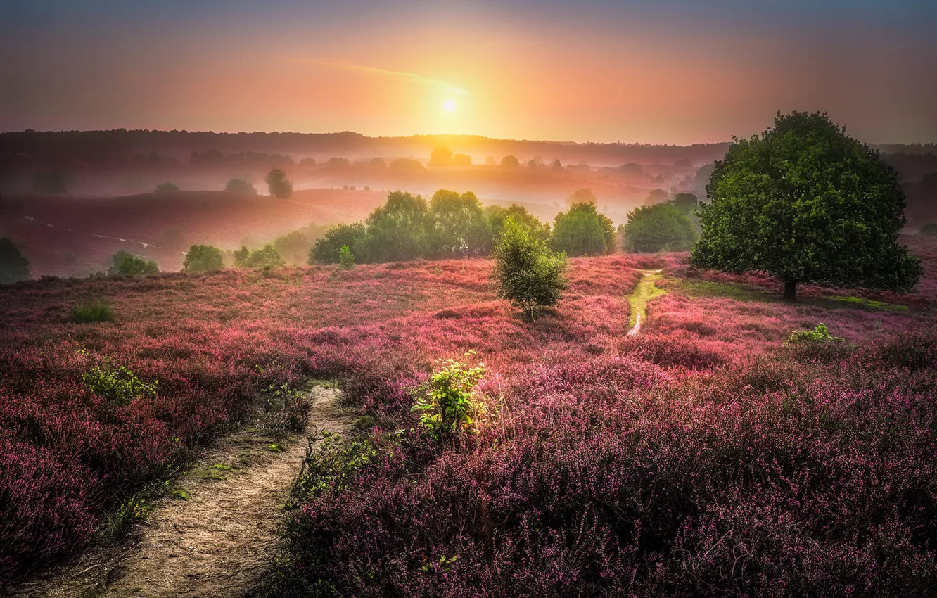 Photo wallpaper field, forest, the sky, the sun, trees, flowers, fog, dawn