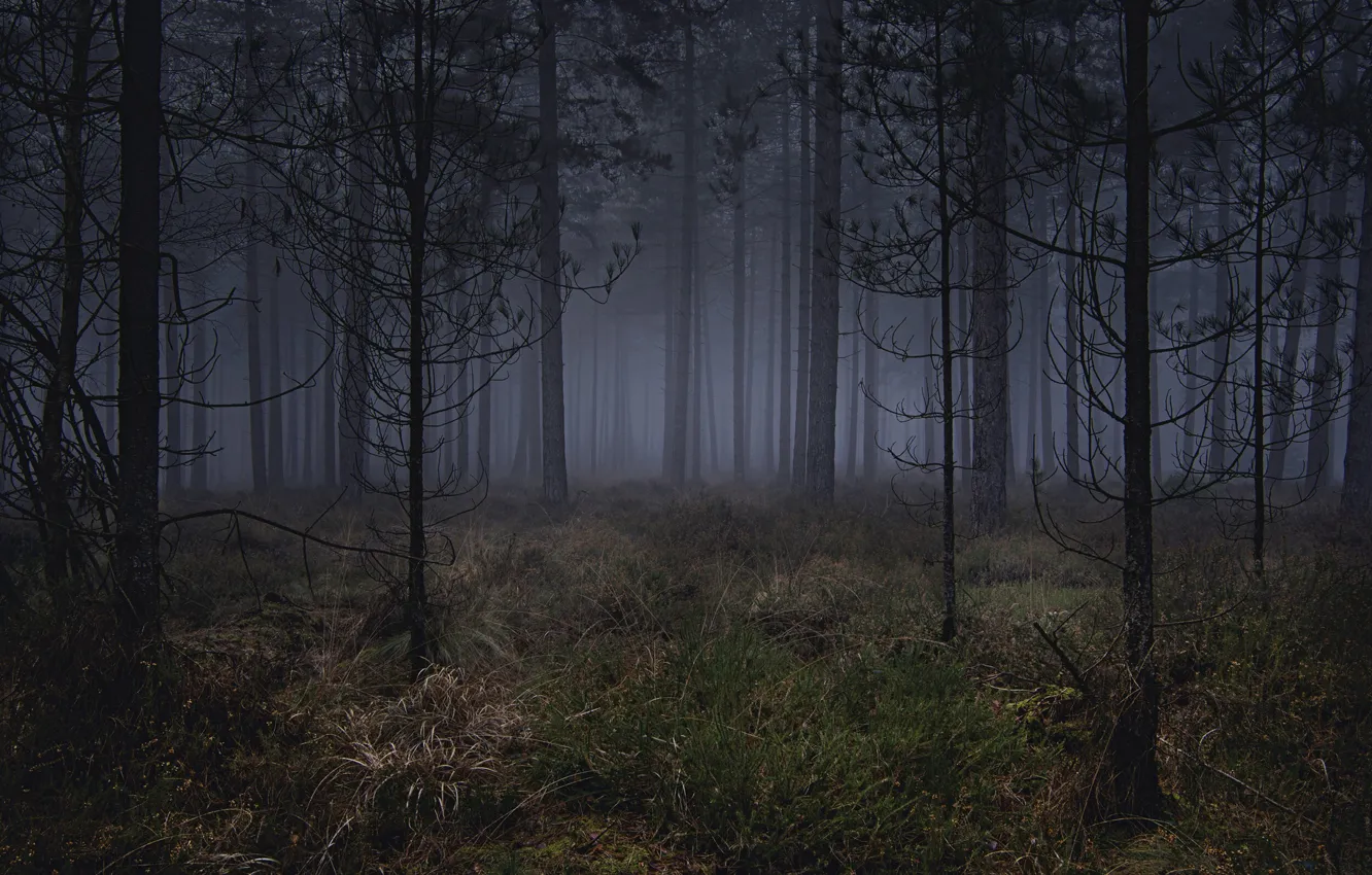 Photo wallpaper forest, trees, nature, fog, Ellie Davies
