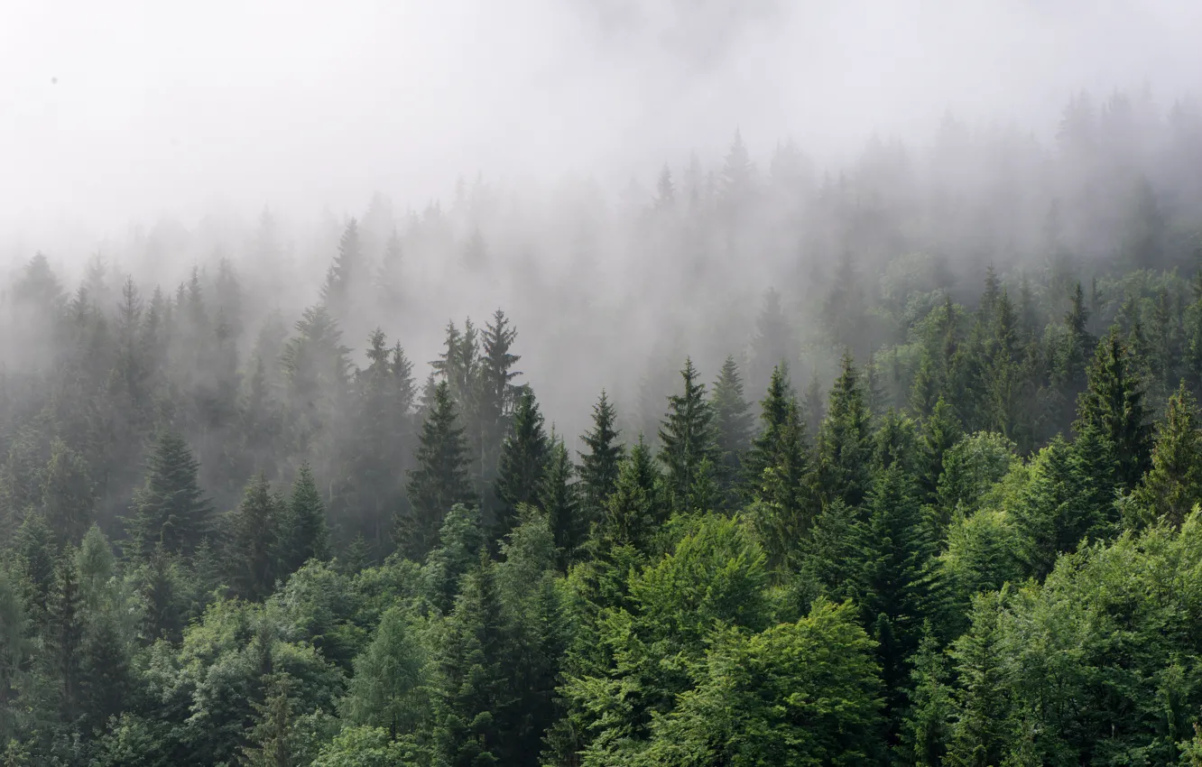 Photo wallpaper forest, trees, nature, fog