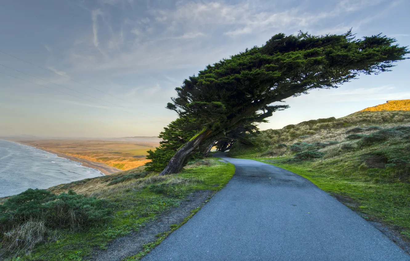 Photo wallpaper road, sea, trees, nature, coast