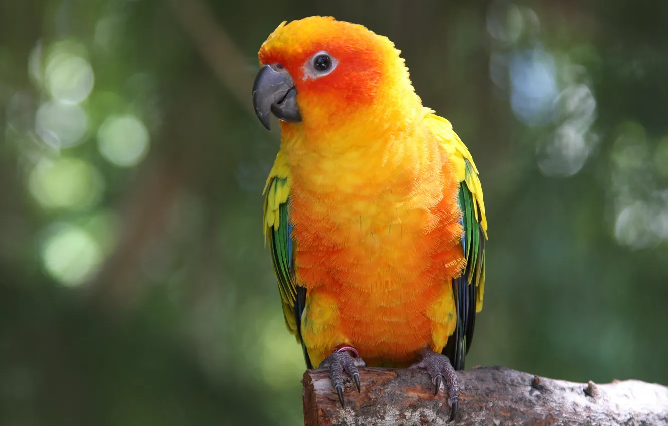 Photo wallpaper macro, yellow, green, bird, parrot