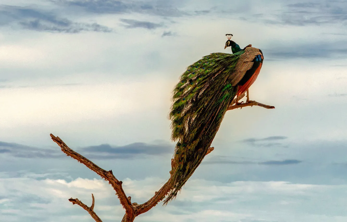 Photo wallpaper the sky, clouds, trees, branches, bird, tail, peacock